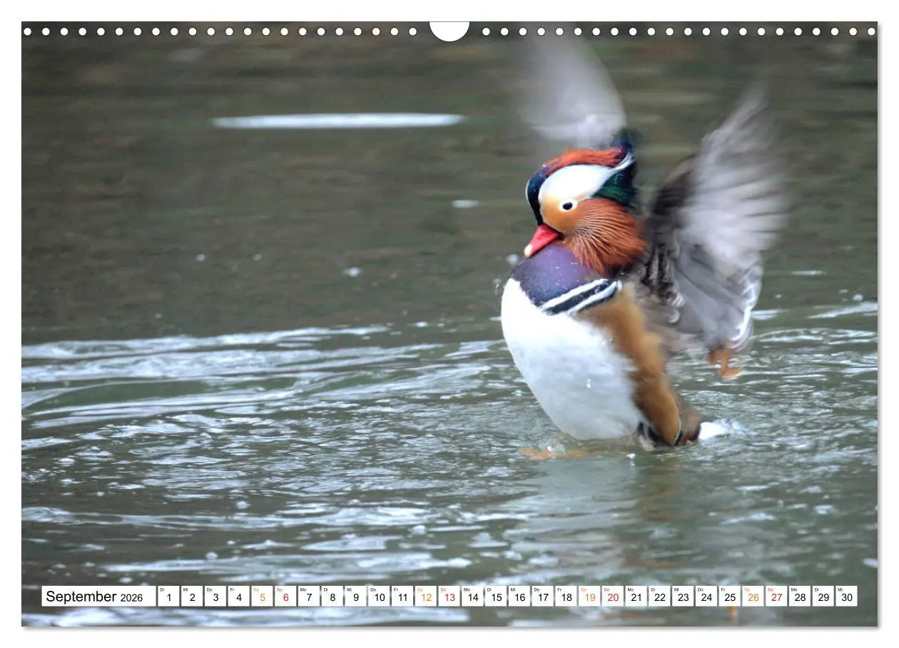 Bild: 9783457731000 | Mandarinenten, ein Farbtupfer auf allen Gewässern. (Wandkalender...