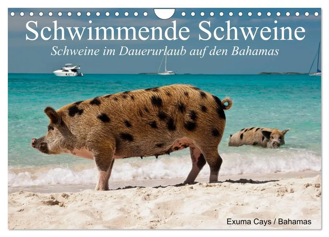Cover: 9783457971000 | Schwimmende Schweine (Wandkalender 2026 DIN A4 quer), CALVENDO...