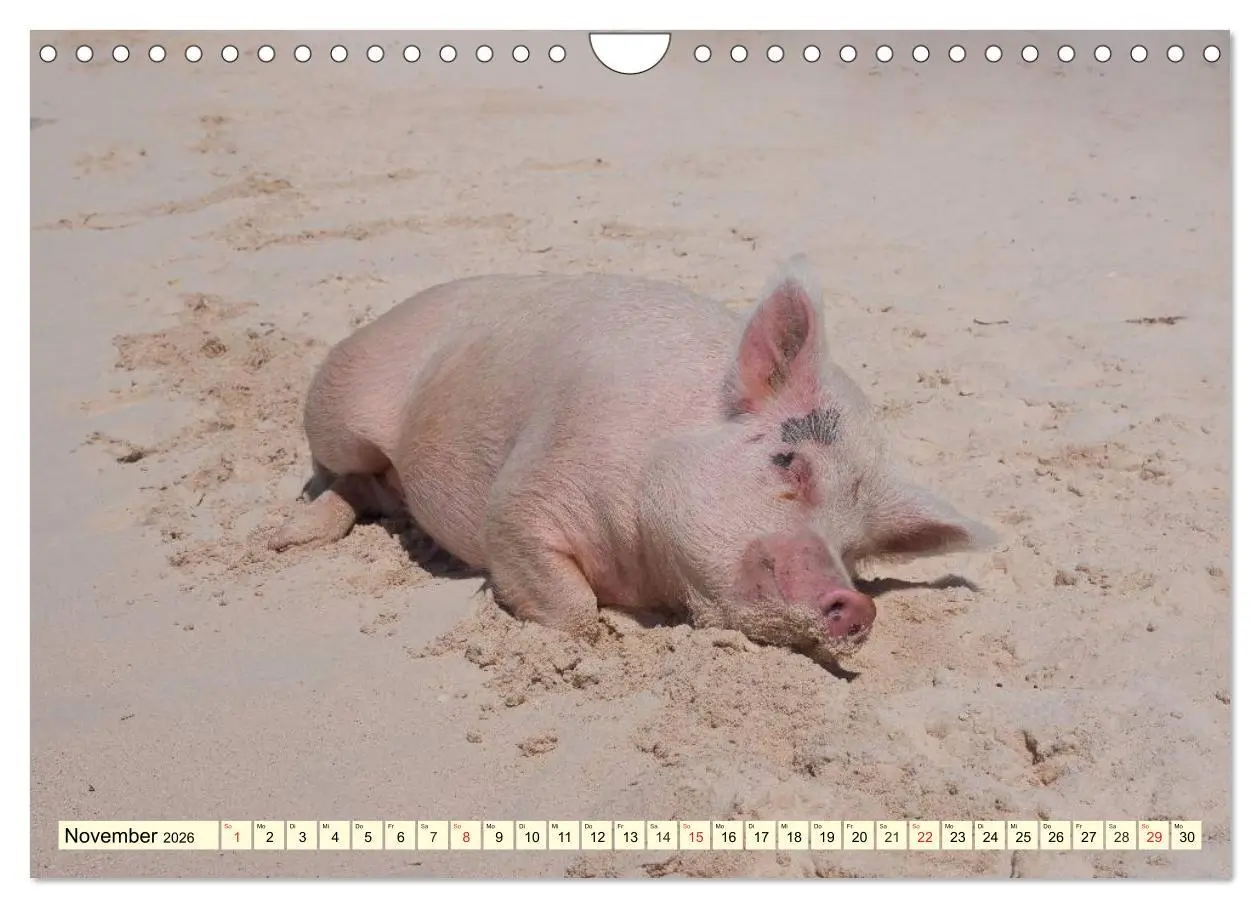 Bild: 9783457971000 | Schwimmende Schweine (Wandkalender 2026 DIN A4 quer), CALVENDO...