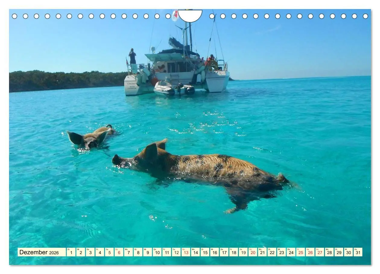 Bild: 9783457971000 | Schwimmende Schweine (Wandkalender 2026 DIN A4 quer), CALVENDO...