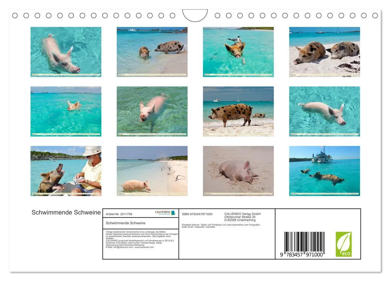 Bild: 9783457971000 | Schwimmende Schweine (Wandkalender 2026 DIN A4 quer), CALVENDO...