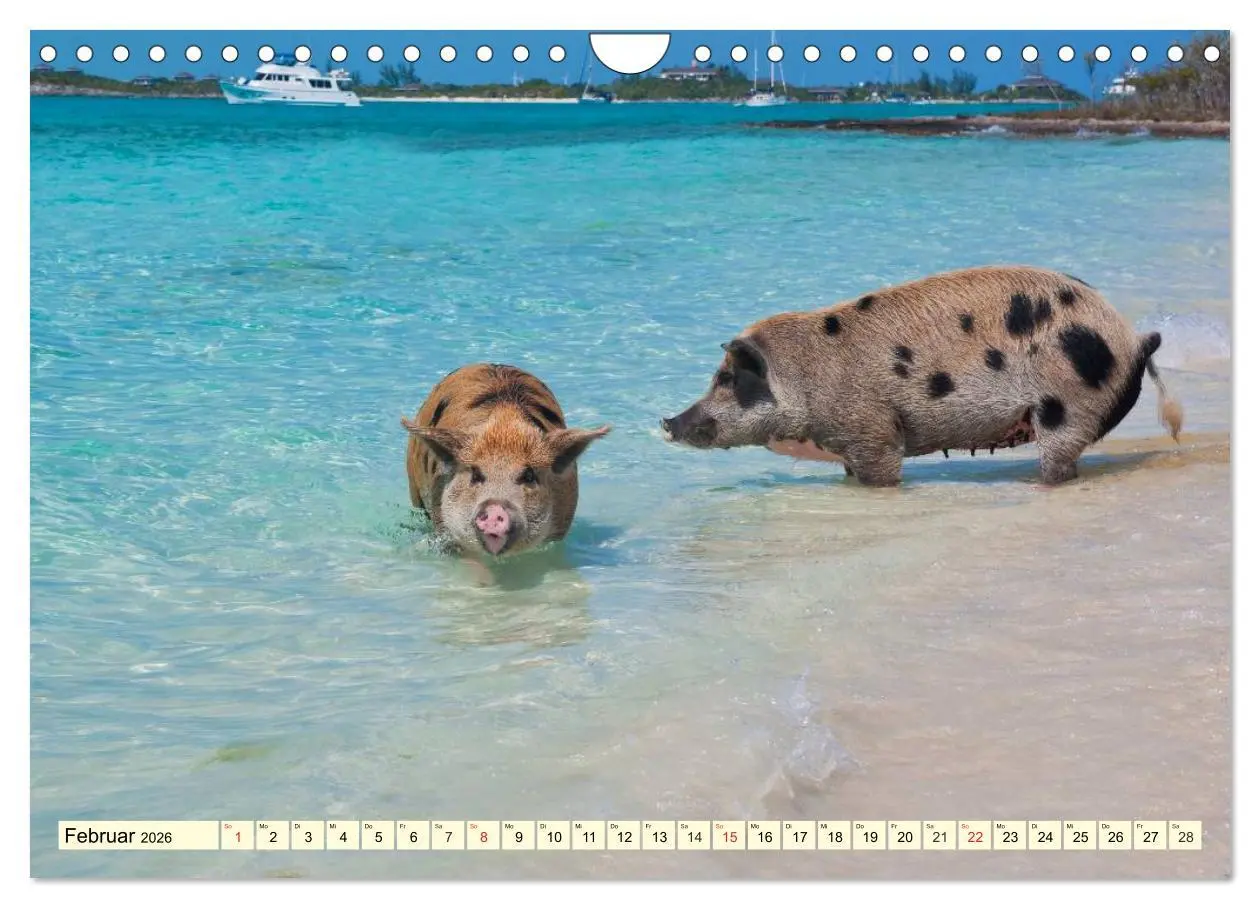 Bild: 9783457971000 | Schwimmende Schweine (Wandkalender 2026 DIN A4 quer), CALVENDO...
