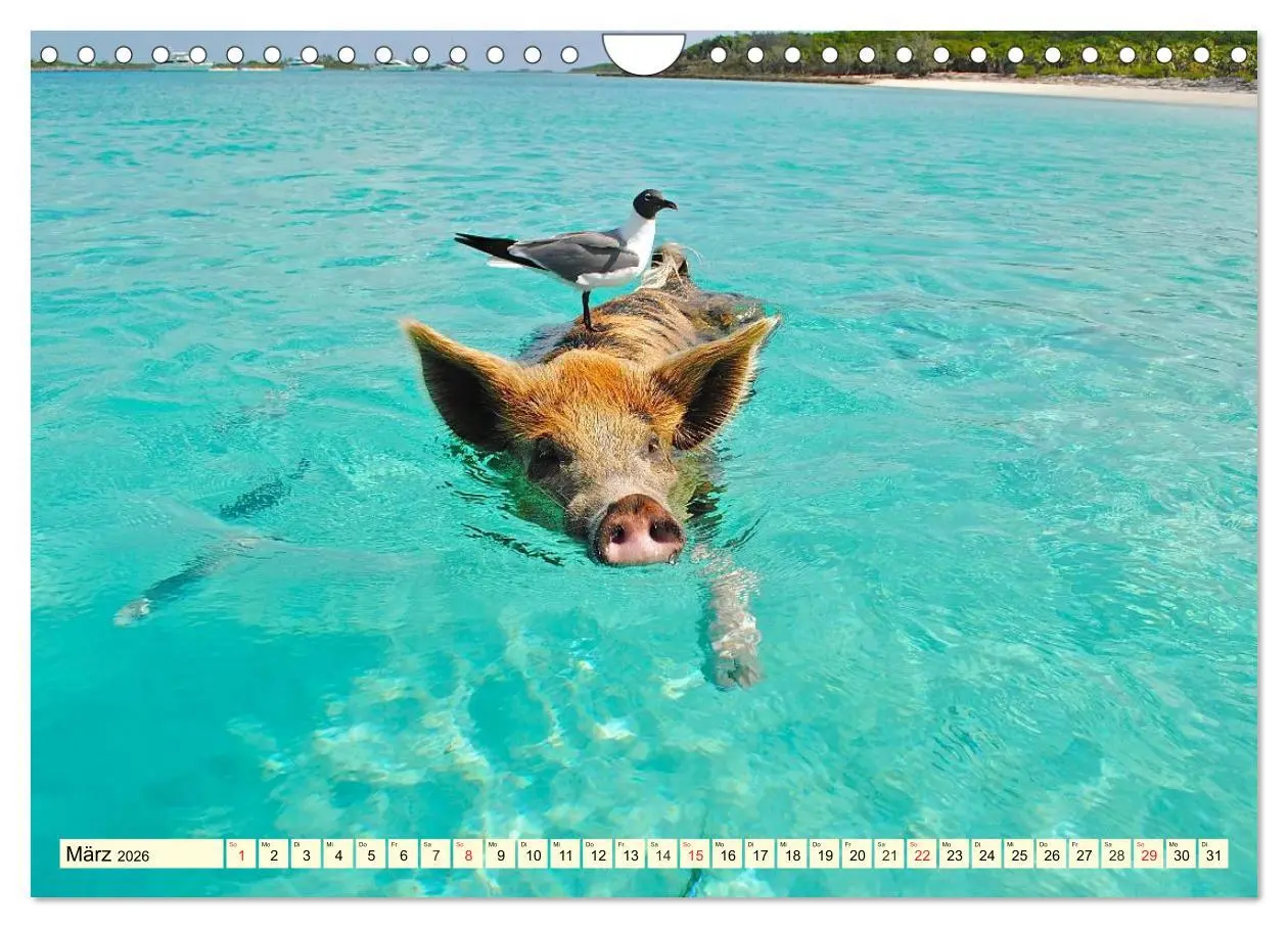 Bild: 9783457971000 | Schwimmende Schweine (Wandkalender 2026 DIN A4 quer), CALVENDO...