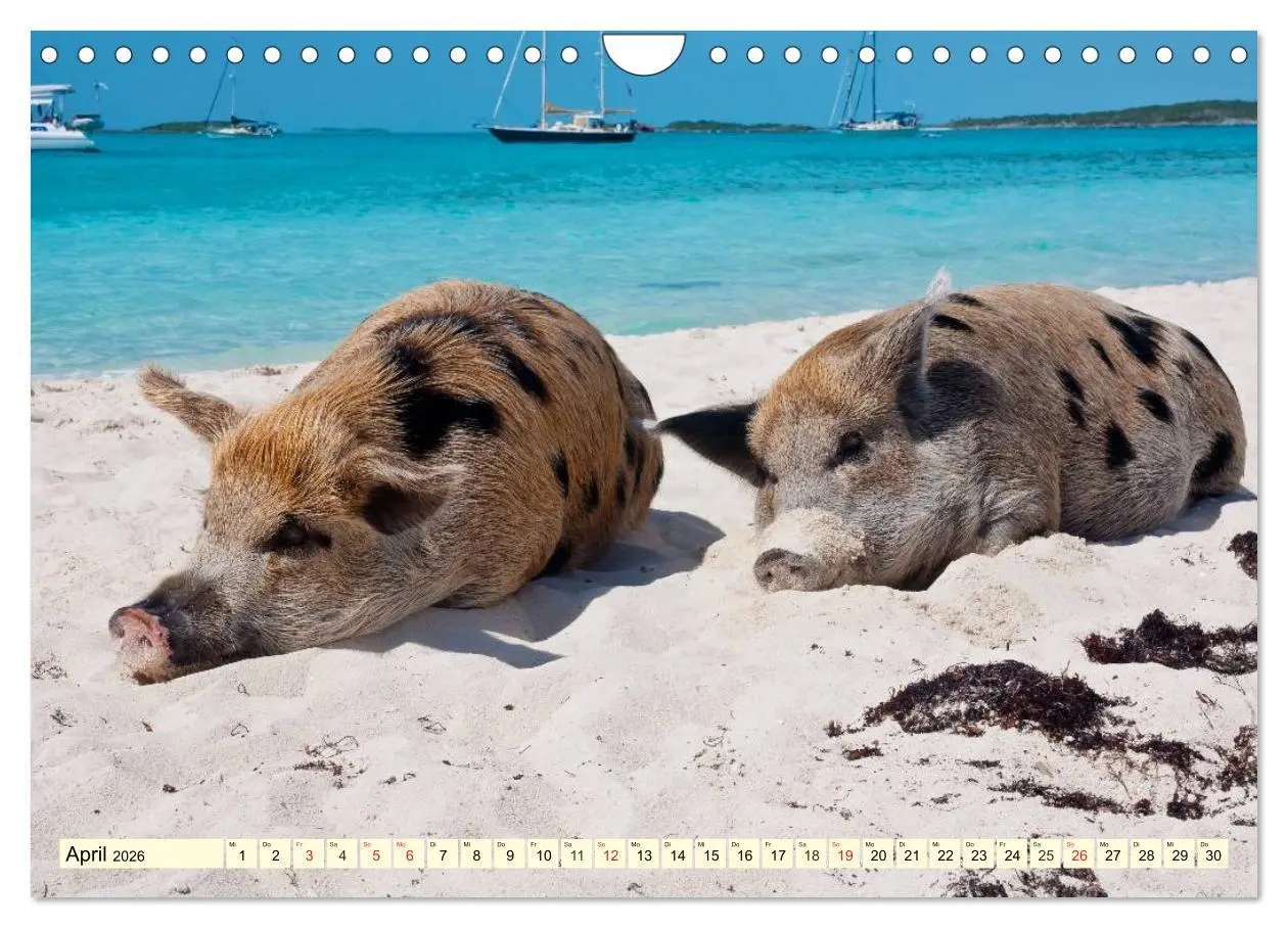 Bild: 9783457971000 | Schwimmende Schweine (Wandkalender 2026 DIN A4 quer), CALVENDO...