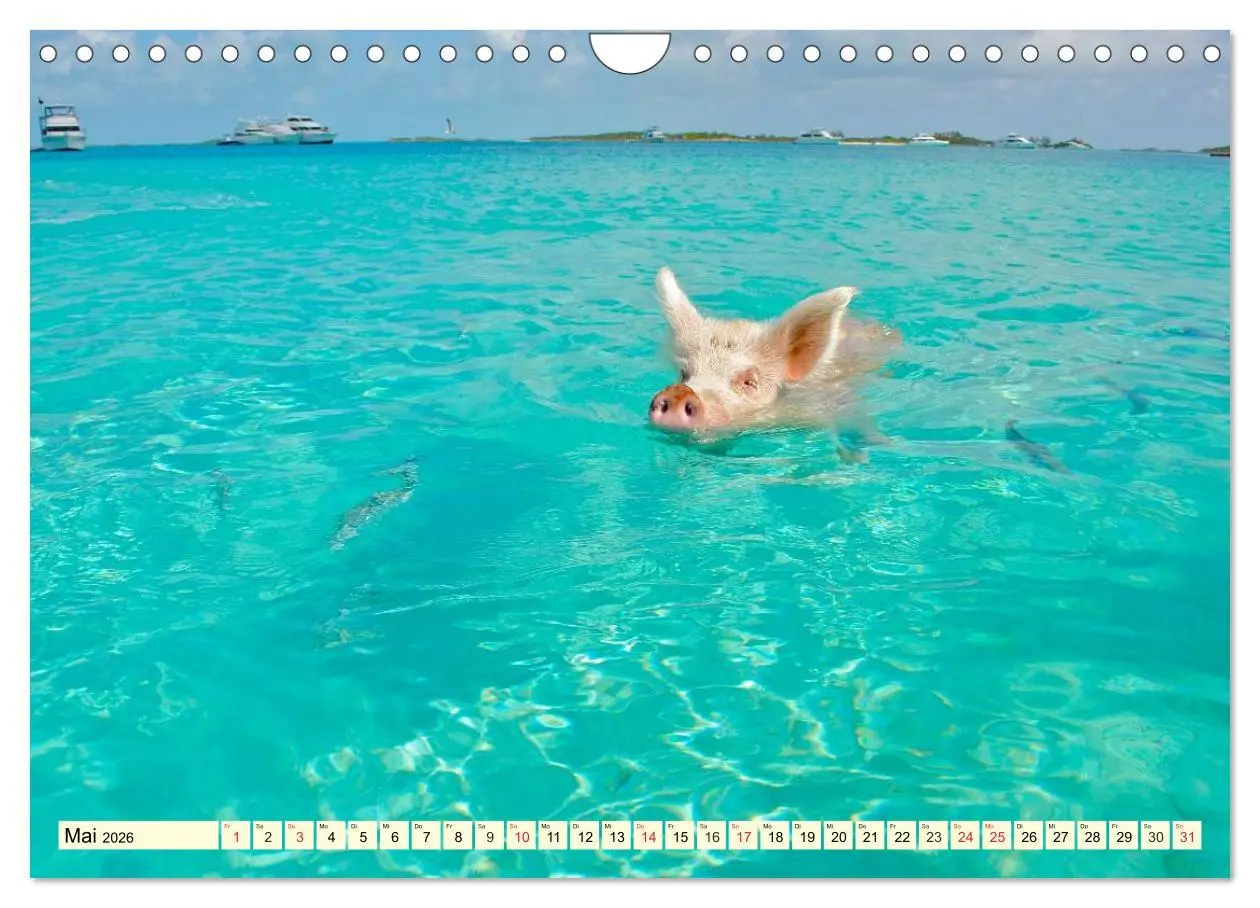 Bild: 9783457971000 | Schwimmende Schweine (Wandkalender 2026 DIN A4 quer), CALVENDO...