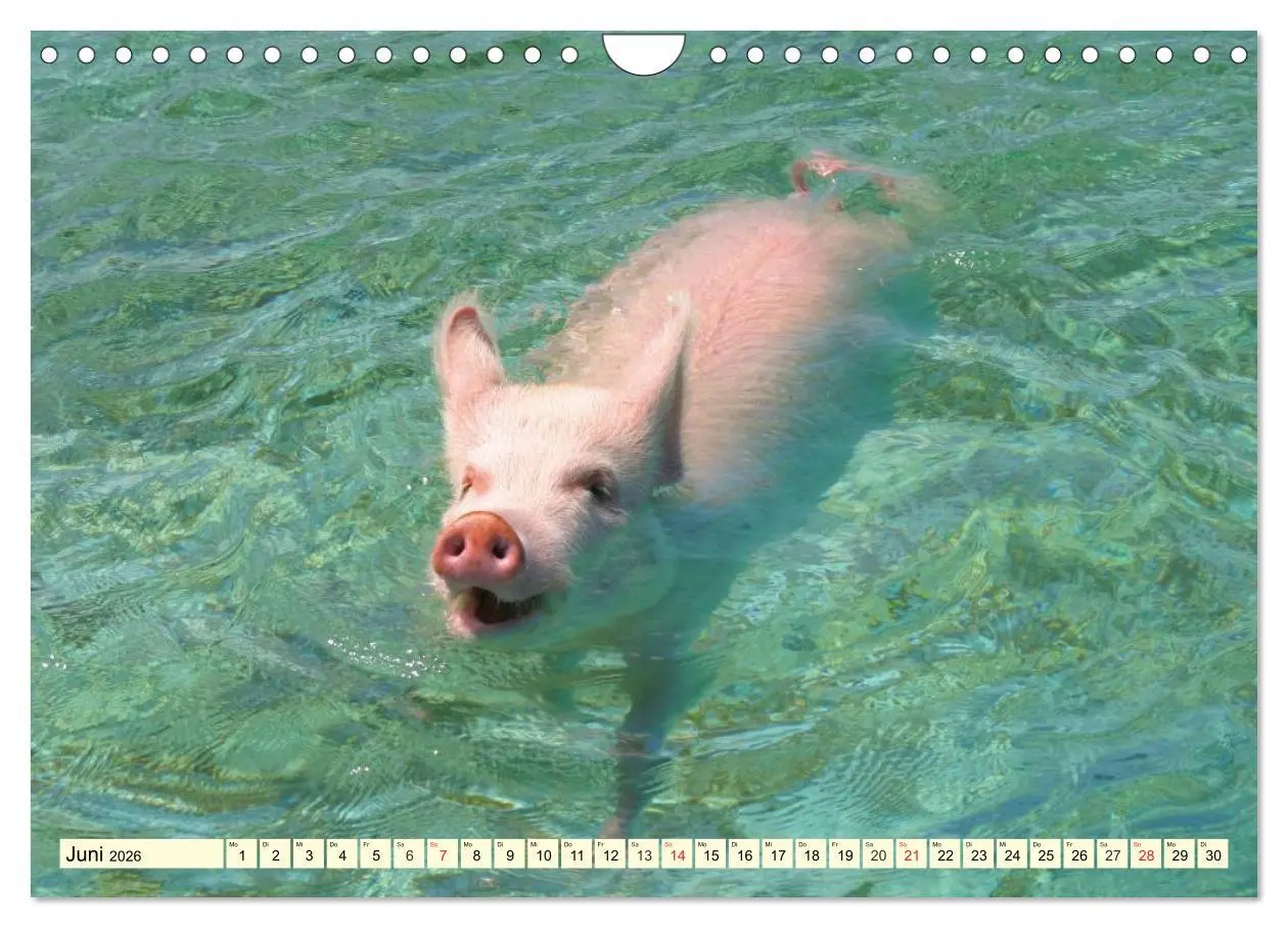 Bild: 9783457971000 | Schwimmende Schweine (Wandkalender 2026 DIN A4 quer), CALVENDO...