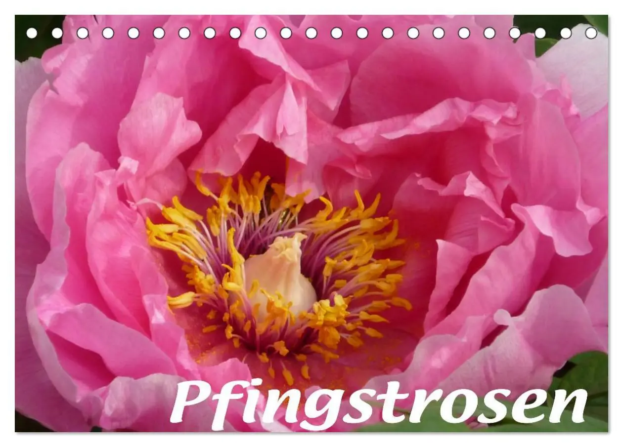 Cover: 9783516201000 | Pfingstrosen (Tischkalender 2026 DIN A5 quer), CALVENDO Monatskalender