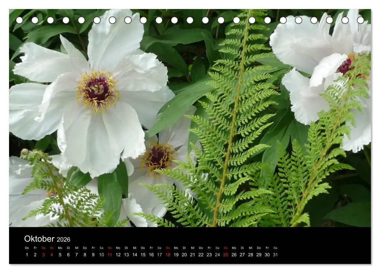 Bild: 9783516201000 | Pfingstrosen (Tischkalender 2026 DIN A5 quer), CALVENDO Monatskalender