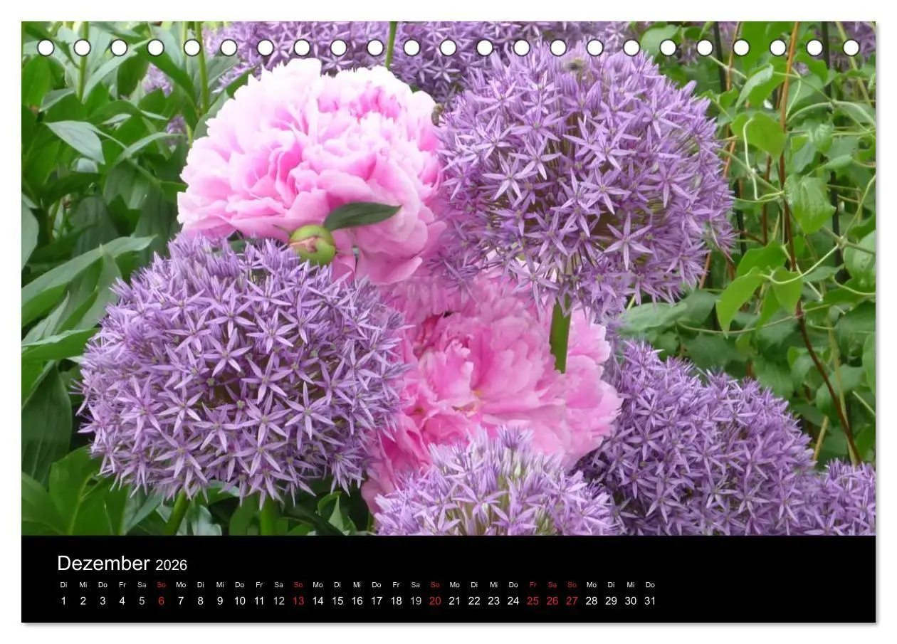 Bild: 9783516201000 | Pfingstrosen (Tischkalender 2026 DIN A5 quer), CALVENDO Monatskalender
