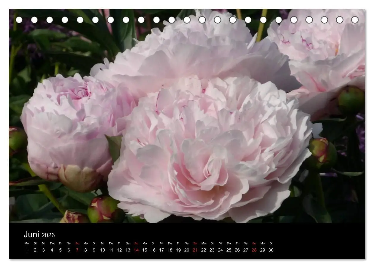 Bild: 9783516201000 | Pfingstrosen (Tischkalender 2026 DIN A5 quer), CALVENDO Monatskalender
