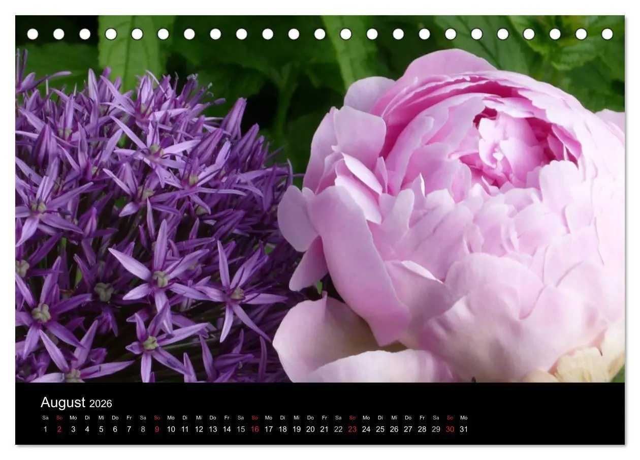 Bild: 9783516201000 | Pfingstrosen (Tischkalender 2026 DIN A5 quer), CALVENDO Monatskalender