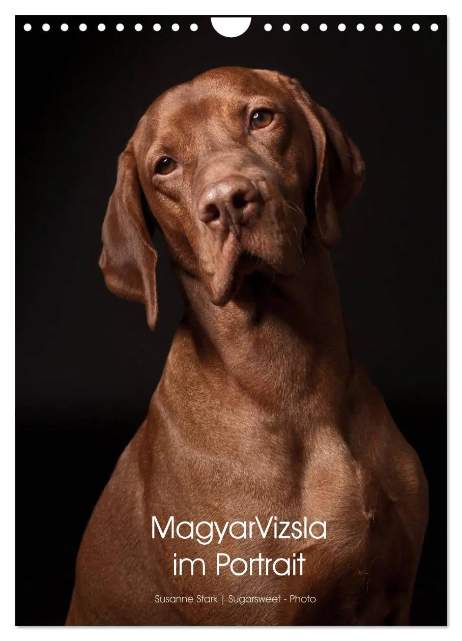 Cover: 9783516431100 | Magyar Vizsla im Portrait (Wandkalender 2026 DIN A4 hoch), CALVENDO...