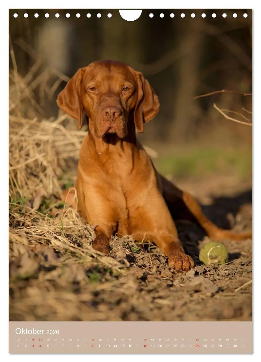 Bild: 9783516431100 | Magyar Vizsla im Portrait (Wandkalender 2026 DIN A4 hoch), CALVENDO...