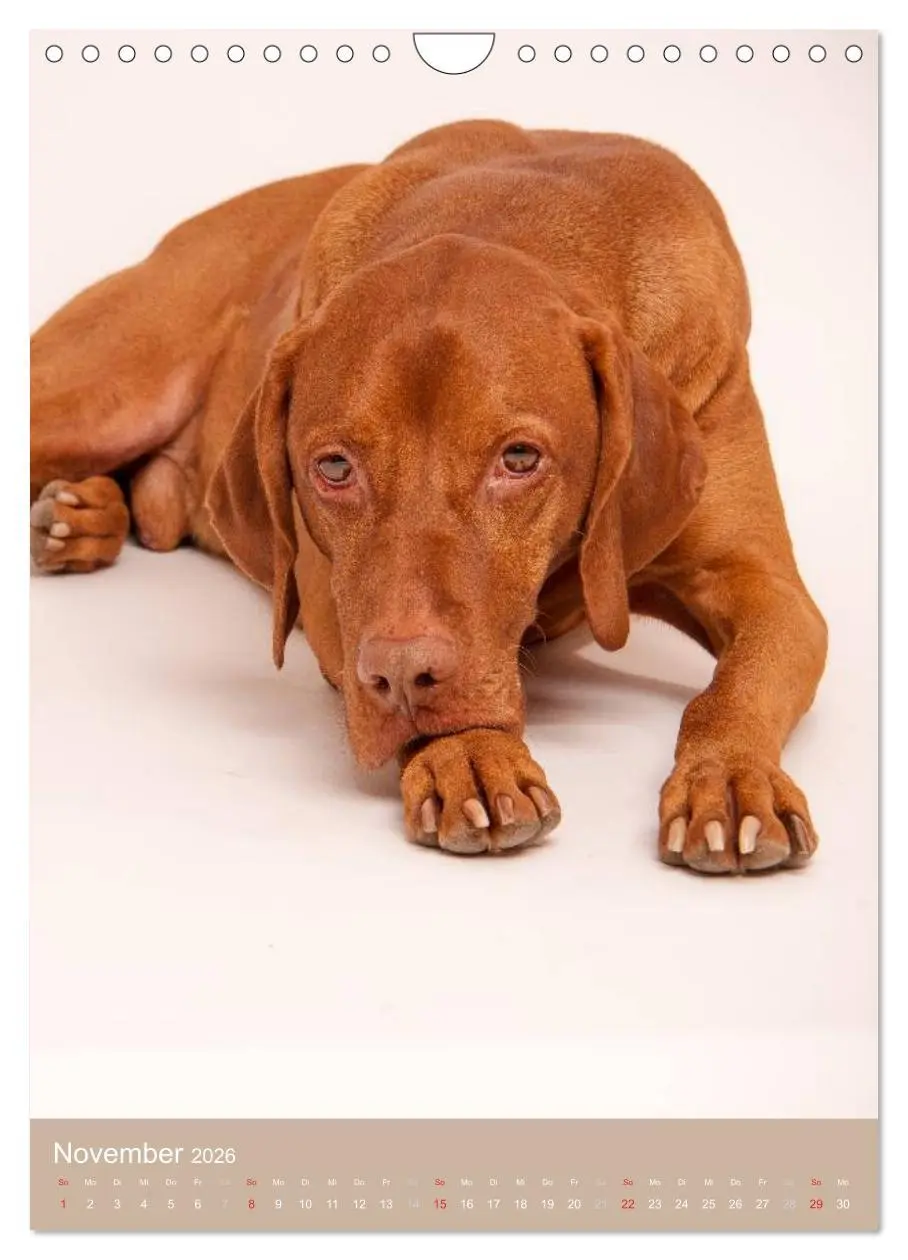 Bild: 9783516431100 | Magyar Vizsla im Portrait (Wandkalender 2026 DIN A4 hoch), CALVENDO...