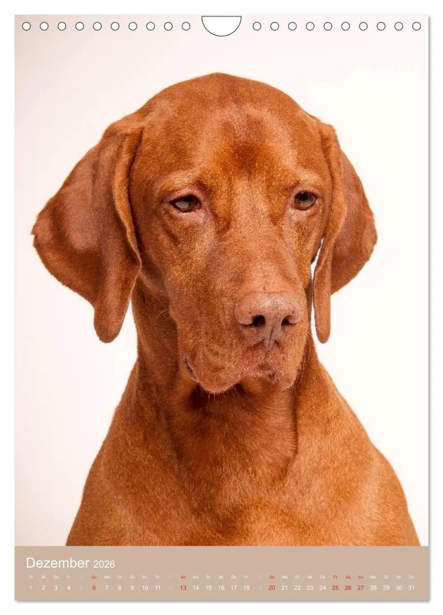 Bild: 9783516431100 | Magyar Vizsla im Portrait (Wandkalender 2026 DIN A4 hoch), CALVENDO...