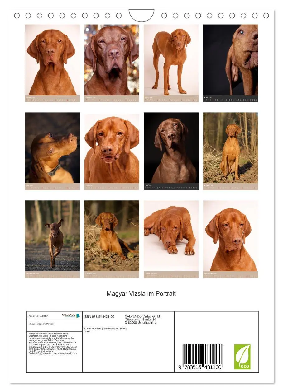 Bild: 9783516431100 | Magyar Vizsla im Portrait (Wandkalender 2026 DIN A4 hoch), CALVENDO...