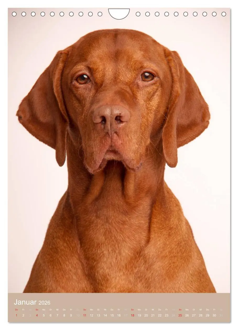 Bild: 9783516431100 | Magyar Vizsla im Portrait (Wandkalender 2026 DIN A4 hoch), CALVENDO...
