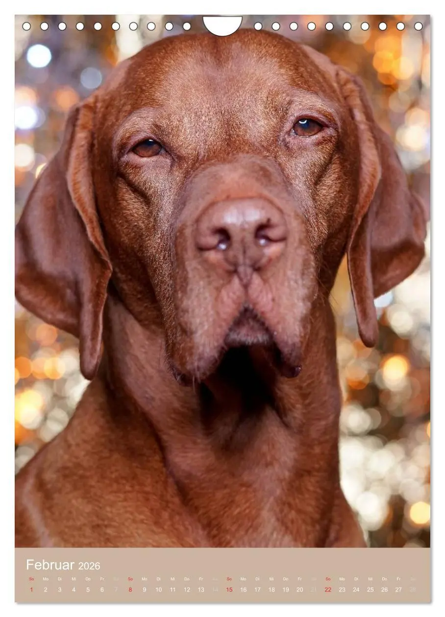 Bild: 9783516431100 | Magyar Vizsla im Portrait (Wandkalender 2026 DIN A4 hoch), CALVENDO...