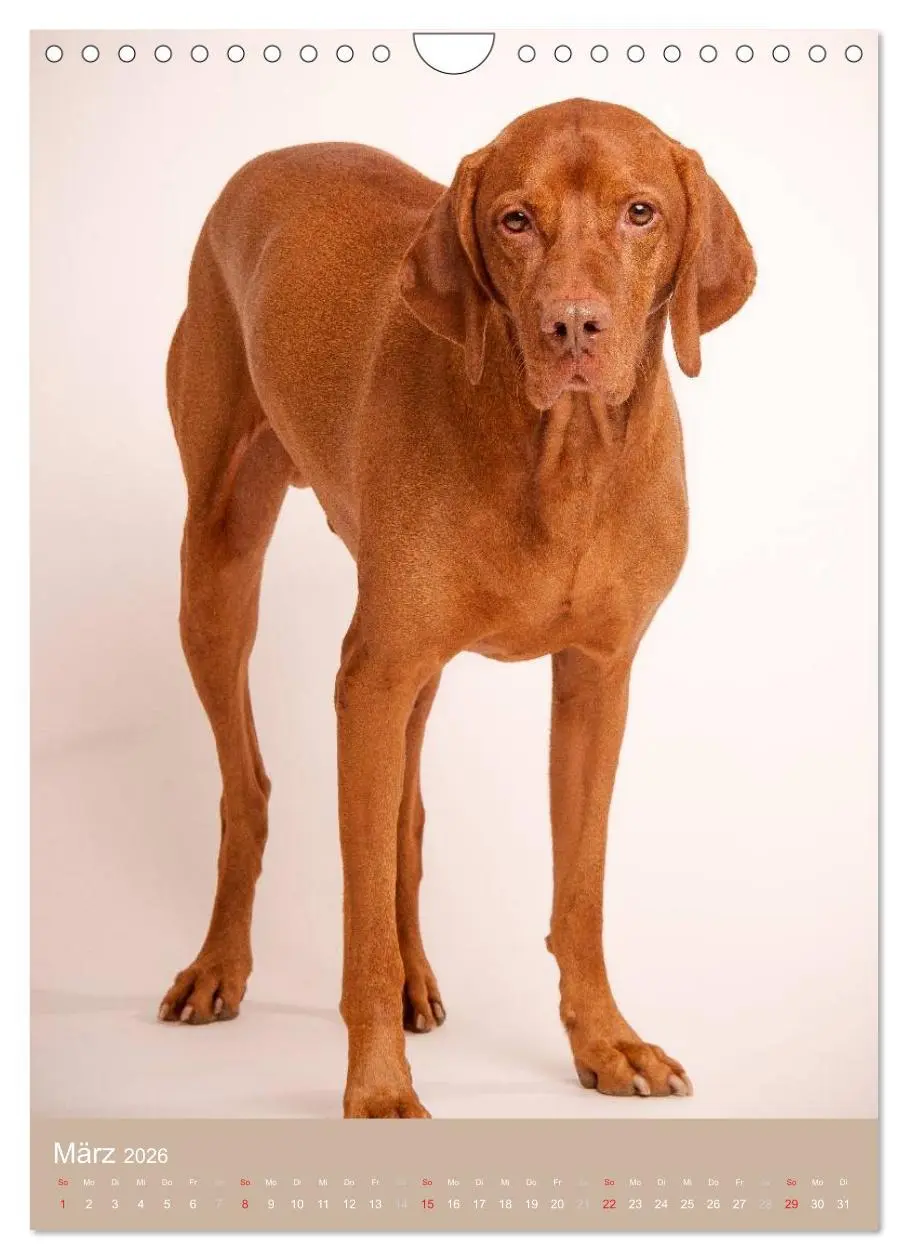 Bild: 9783516431100 | Magyar Vizsla im Portrait (Wandkalender 2026 DIN A4 hoch), CALVENDO...