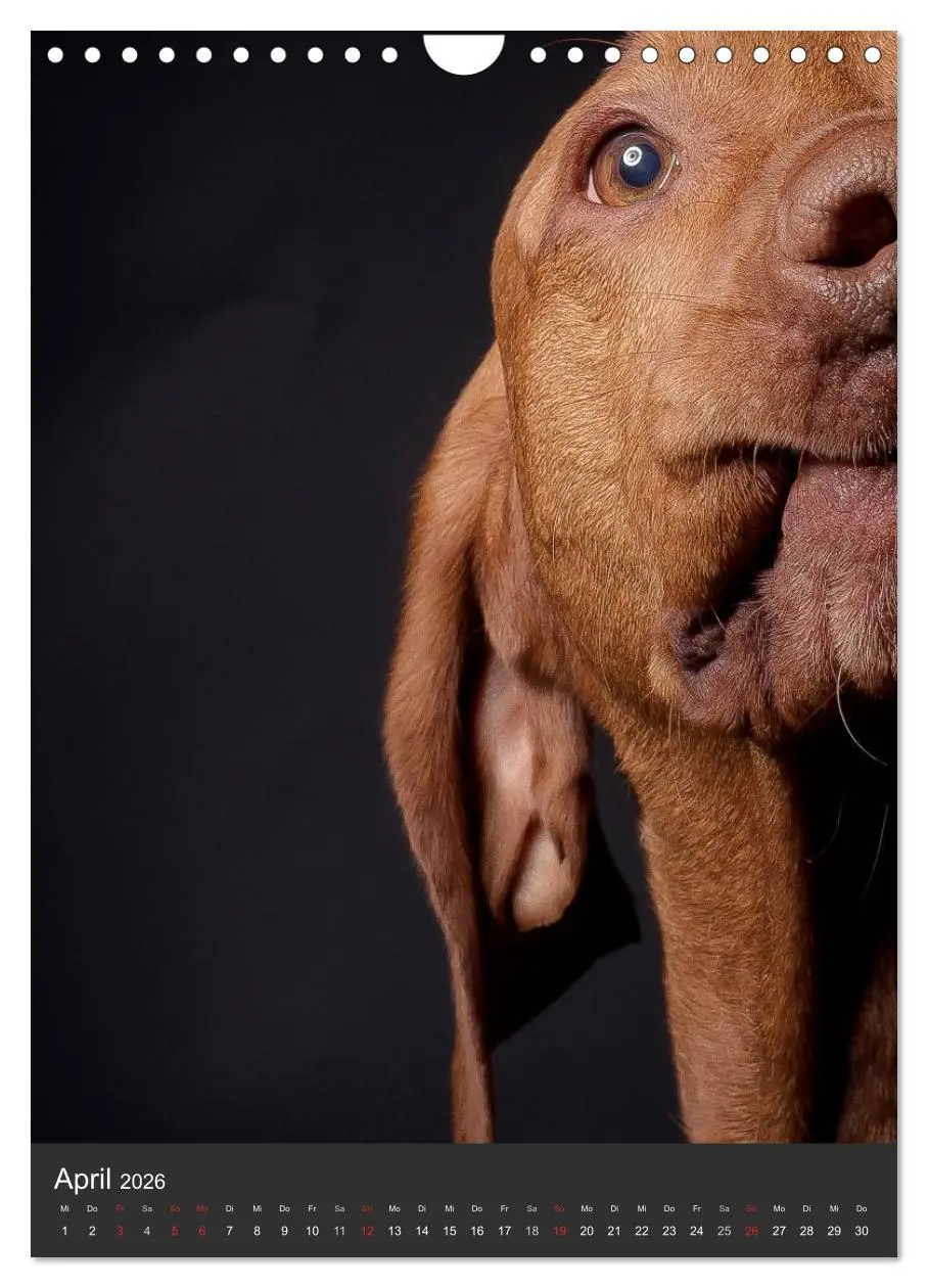 Bild: 9783516431100 | Magyar Vizsla im Portrait (Wandkalender 2026 DIN A4 hoch), CALVENDO...