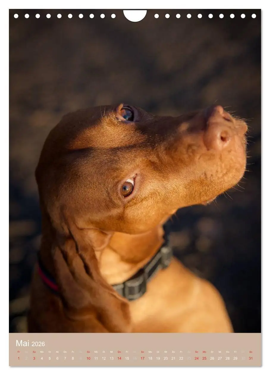 Bild: 9783516431100 | Magyar Vizsla im Portrait (Wandkalender 2026 DIN A4 hoch), CALVENDO...