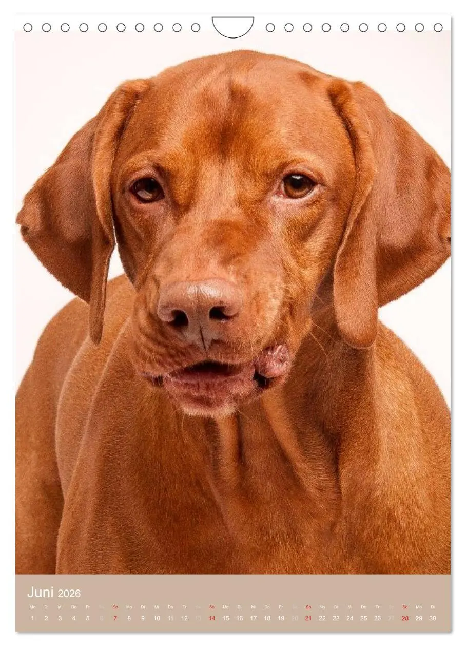 Bild: 9783516431100 | Magyar Vizsla im Portrait (Wandkalender 2026 DIN A4 hoch), CALVENDO...