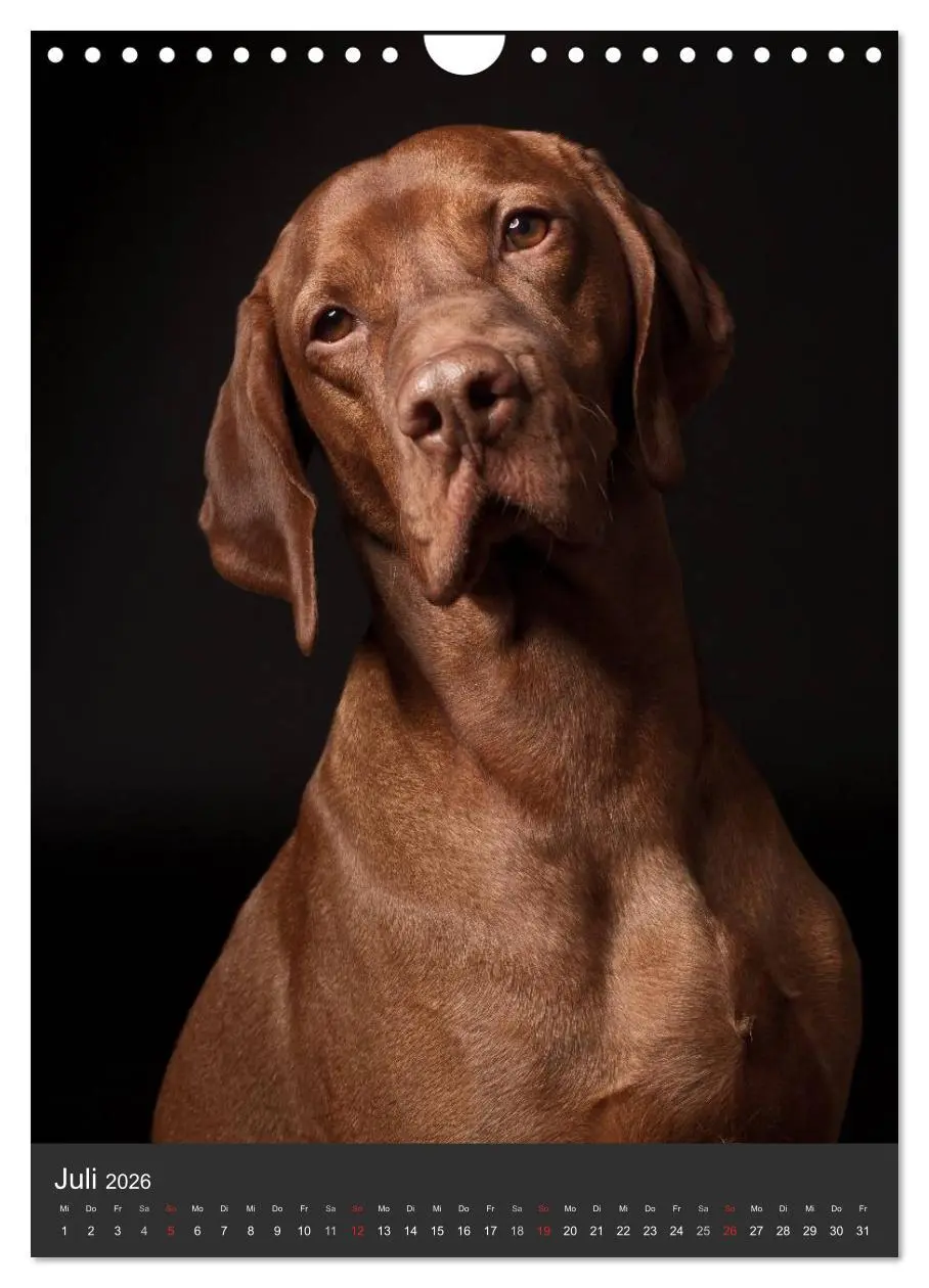 Bild: 9783516431100 | Magyar Vizsla im Portrait (Wandkalender 2026 DIN A4 hoch), CALVENDO...