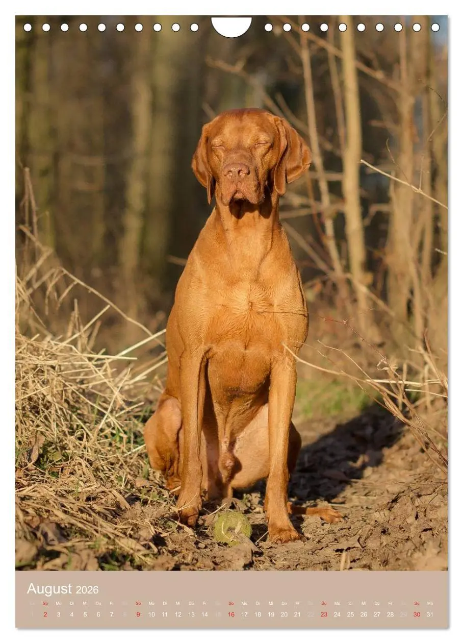 Bild: 9783516431100 | Magyar Vizsla im Portrait (Wandkalender 2026 DIN A4 hoch), CALVENDO...