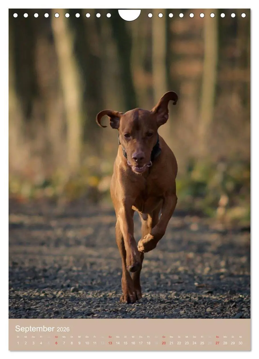 Bild: 9783516431100 | Magyar Vizsla im Portrait (Wandkalender 2026 DIN A4 hoch), CALVENDO...