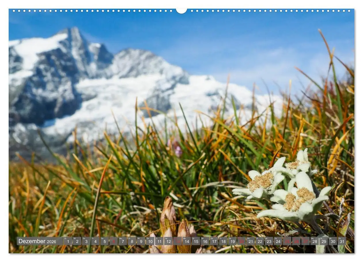 Bild: 9783457711200 | Flora der Alpen (hochwertiger Premium Wandkalender 2026 DIN A2...