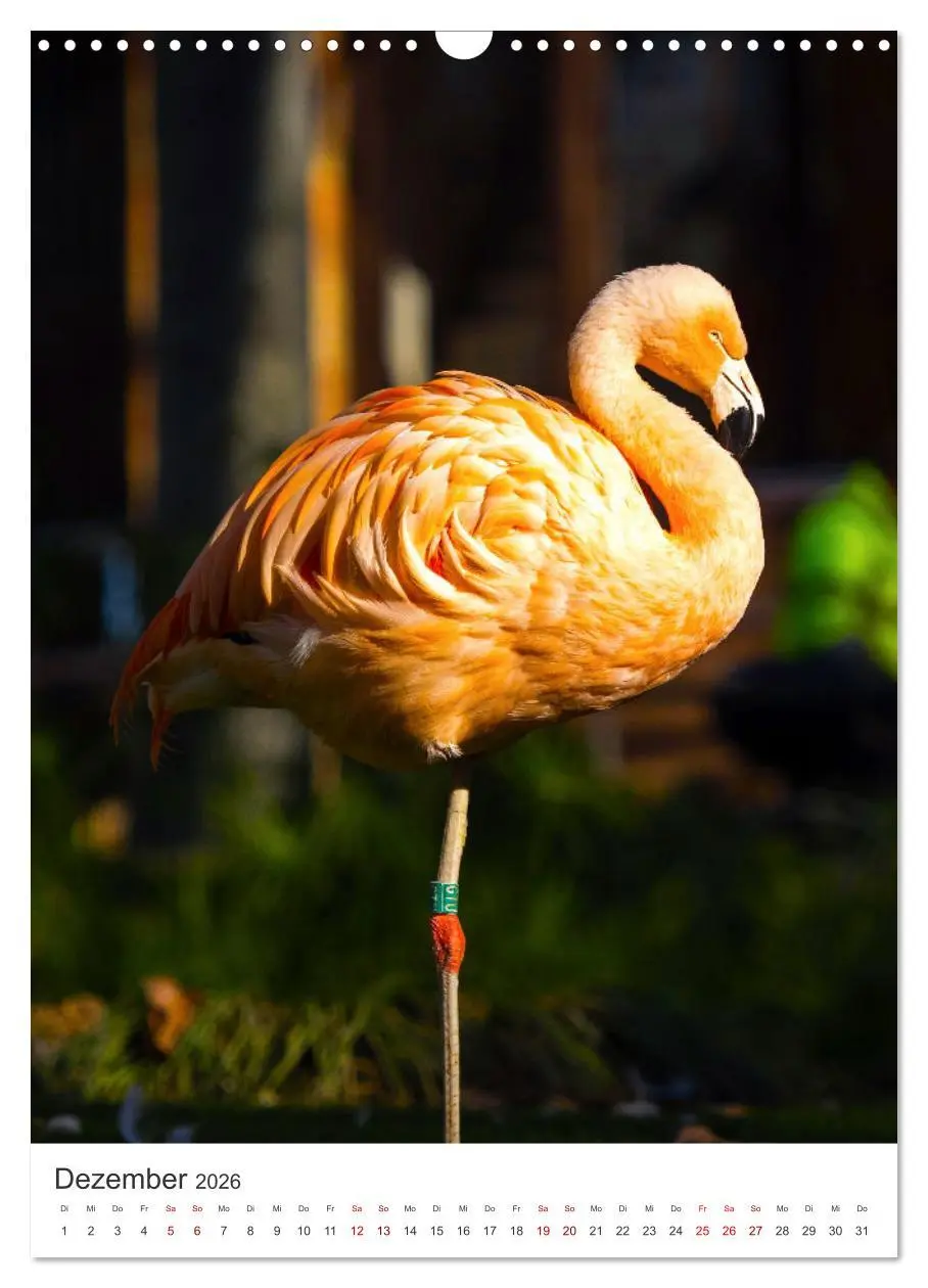 Bild: 9783516351200 | Flamingos in rosa Federpracht. (Wandkalender 2026 DIN A3 hoch),...