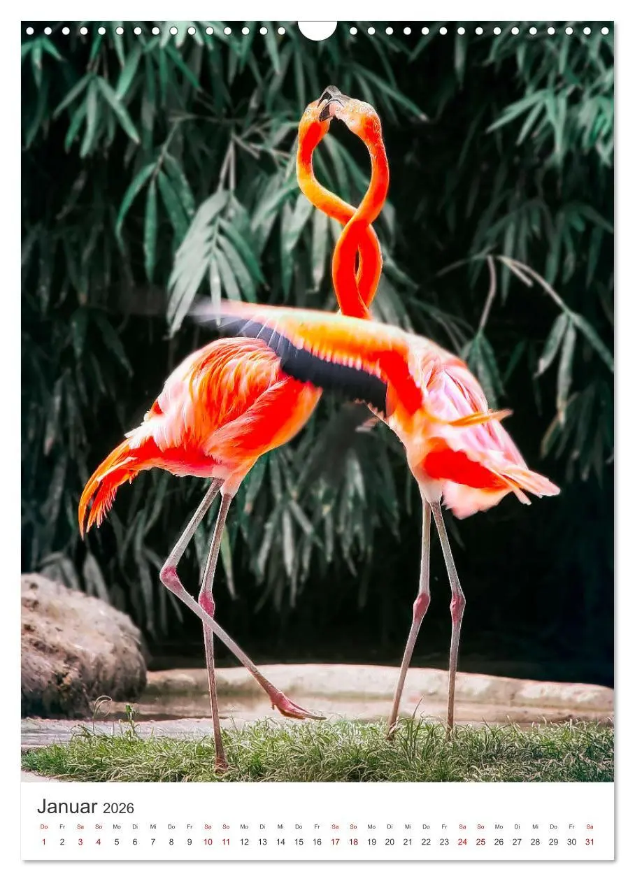 Bild: 9783516351200 | Flamingos in rosa Federpracht. (Wandkalender 2026 DIN A3 hoch),...