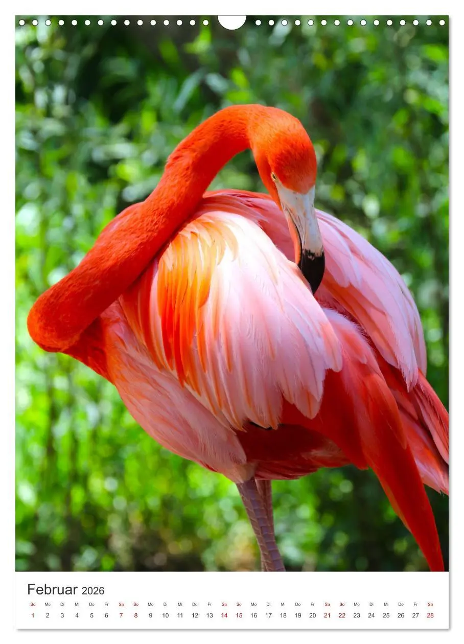 Bild: 9783516351200 | Flamingos in rosa Federpracht. (Wandkalender 2026 DIN A3 hoch),...