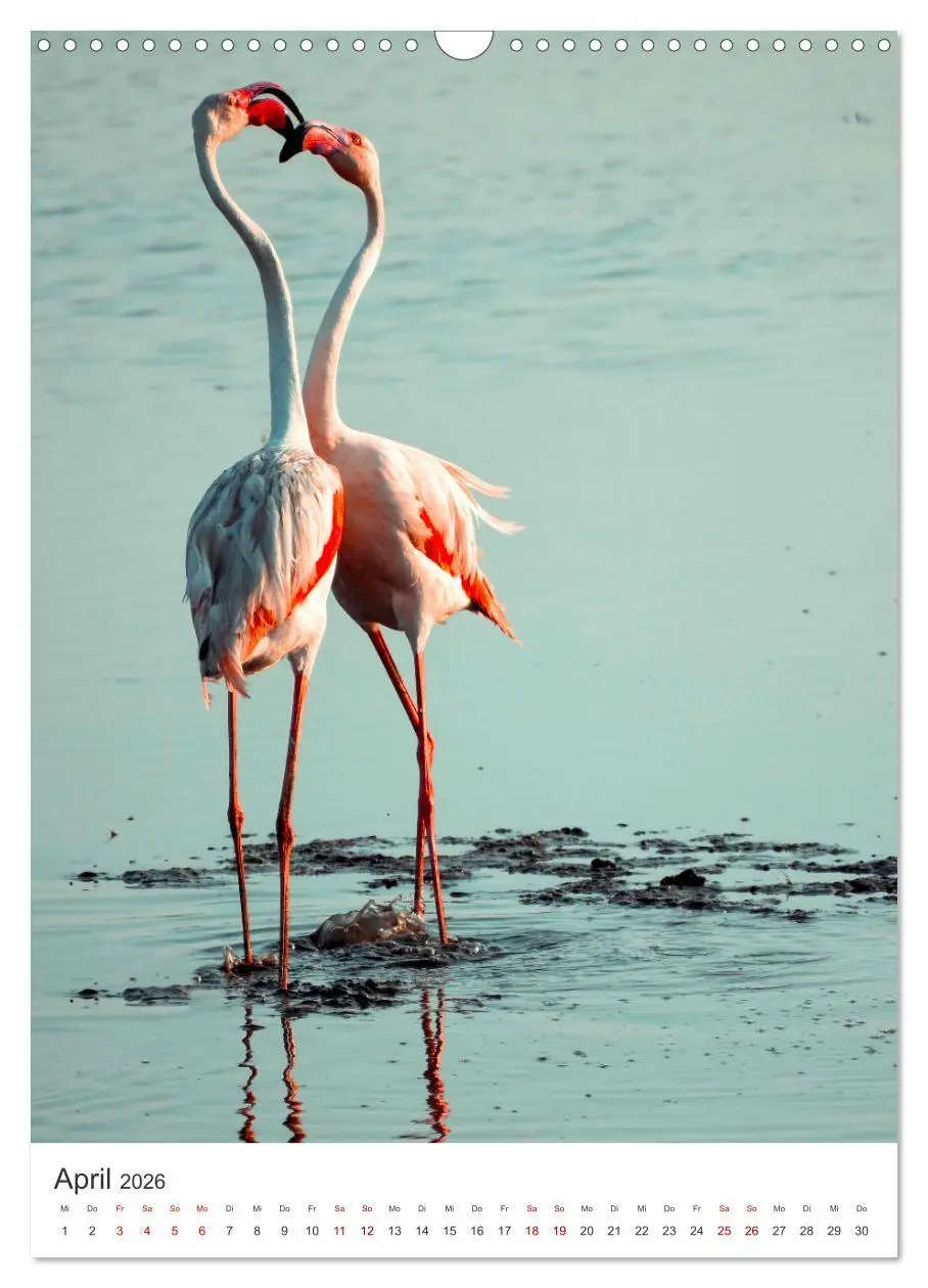 Bild: 9783516351200 | Flamingos in rosa Federpracht. (Wandkalender 2026 DIN A3 hoch),...