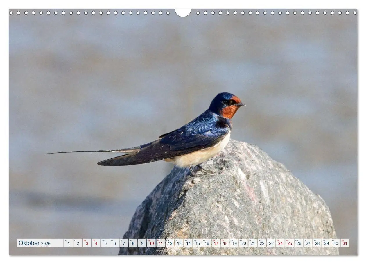 Bild: 9783457491300 | Rauchschwalben - Boten des Sommers (Wandkalender 2026 DIN A3 quer),...