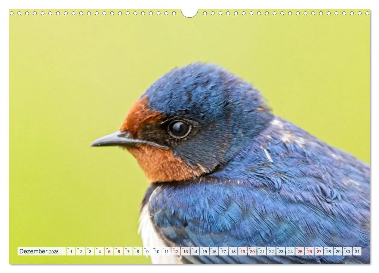 Bild: 9783457491300 | Rauchschwalben - Boten des Sommers (Wandkalender 2026 DIN A3 quer),...
