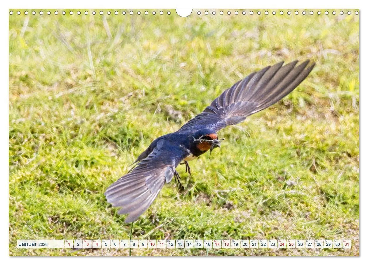 Bild: 9783457491300 | Rauchschwalben - Boten des Sommers (Wandkalender 2026 DIN A3 quer),...