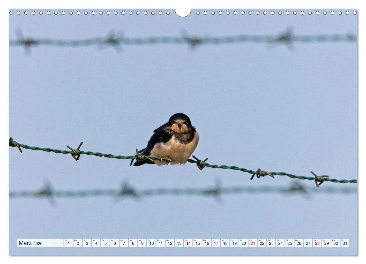 Bild: 9783457491300 | Rauchschwalben - Boten des Sommers (Wandkalender 2026 DIN A3 quer),...