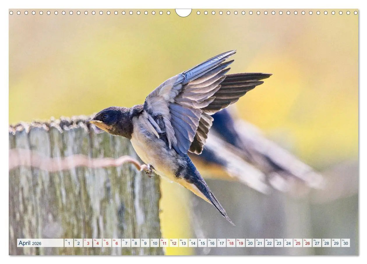 Bild: 9783457491300 | Rauchschwalben - Boten des Sommers (Wandkalender 2026 DIN A3 quer),...