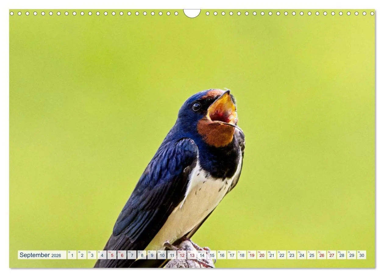 Bild: 9783457491300 | Rauchschwalben - Boten des Sommers (Wandkalender 2026 DIN A3 quer),...