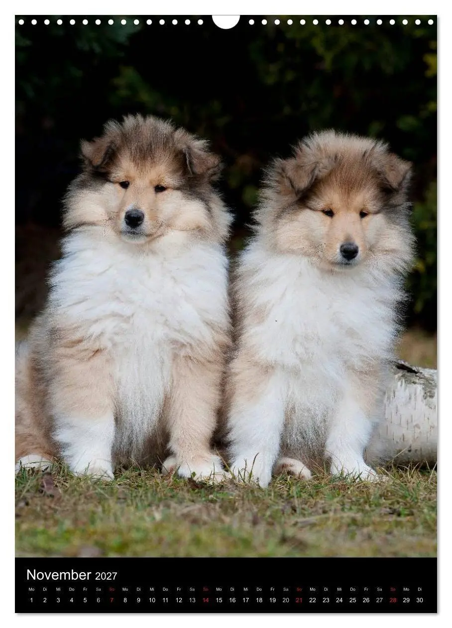 Bild: 9783594181300 | Collie 2027 (Wandkalender 2027 DIN A3 hoch), CALVENDO Monatskalender