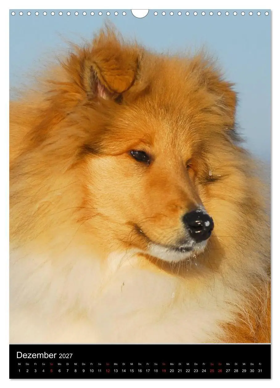 Bild: 9783594181300 | Collie 2027 (Wandkalender 2027 DIN A3 hoch), CALVENDO Monatskalender