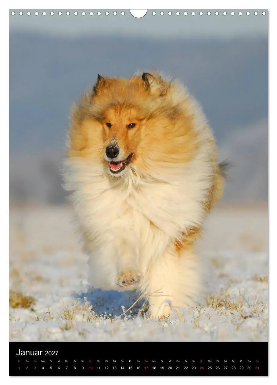Bild: 9783594181300 | Collie 2027 (Wandkalender 2027 DIN A3 hoch), CALVENDO Monatskalender
