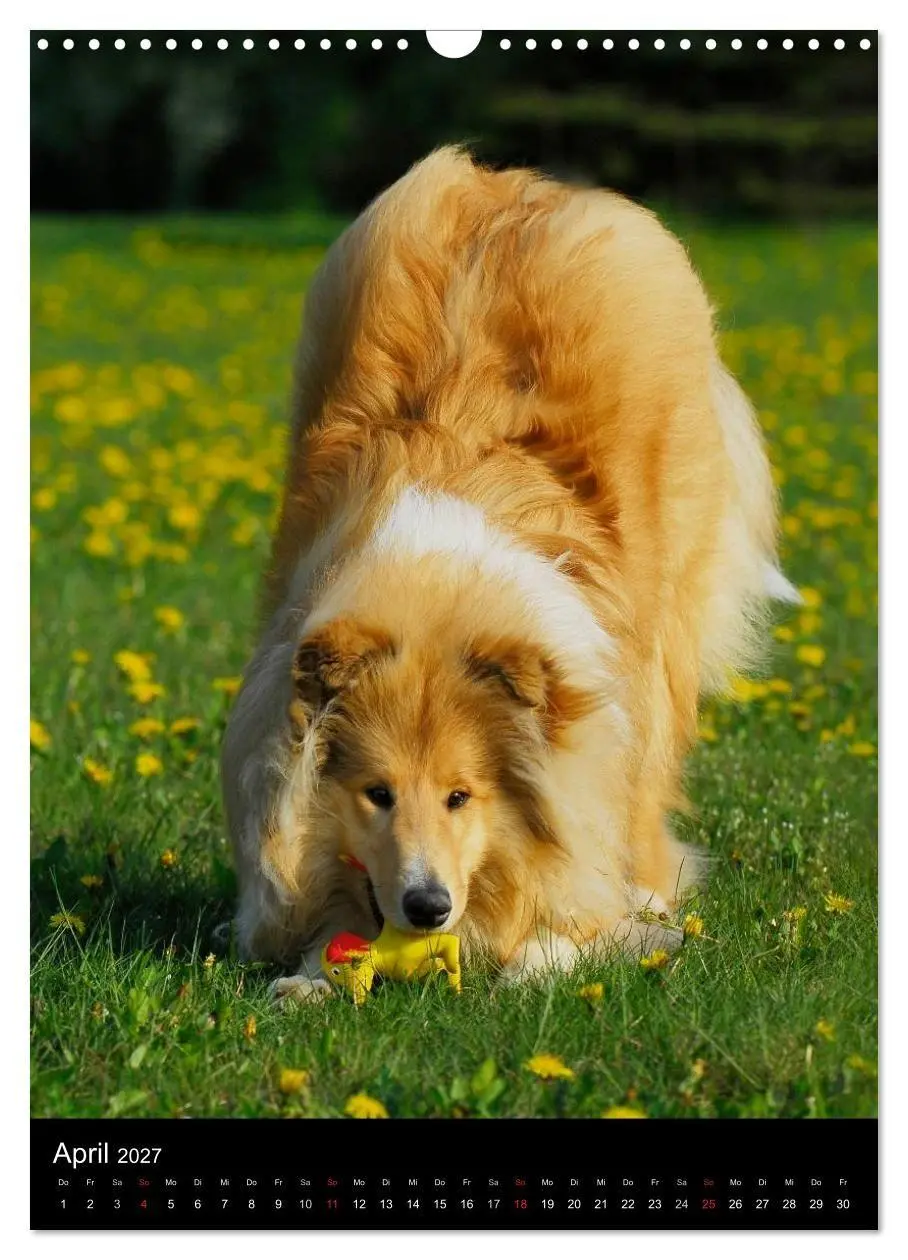 Bild: 9783594181300 | Collie 2027 (Wandkalender 2027 DIN A3 hoch), CALVENDO Monatskalender