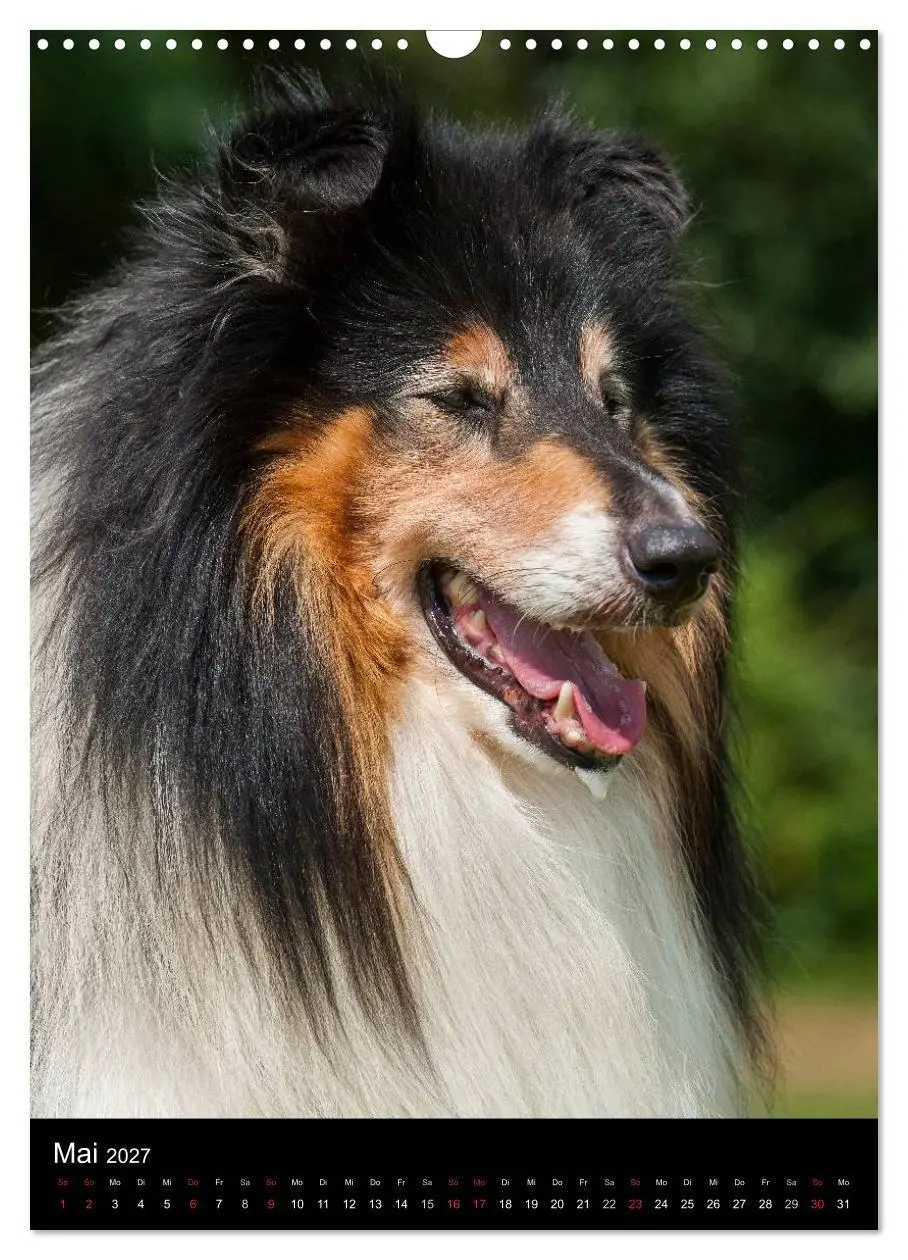 Bild: 9783594181300 | Collie 2027 (Wandkalender 2027 DIN A3 hoch), CALVENDO Monatskalender