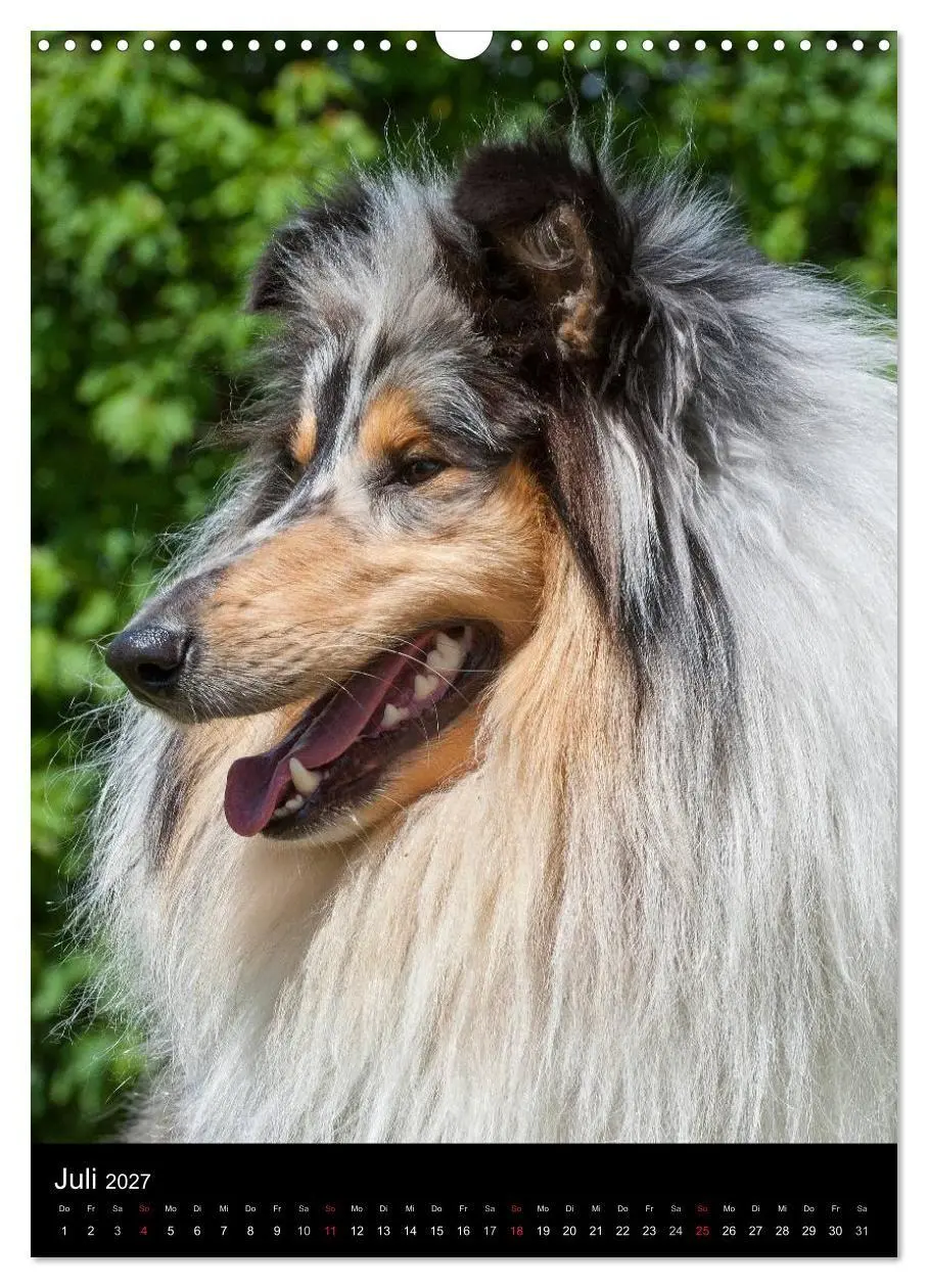 Bild: 9783594181300 | Collie 2027 (Wandkalender 2027 DIN A3 hoch), CALVENDO Monatskalender