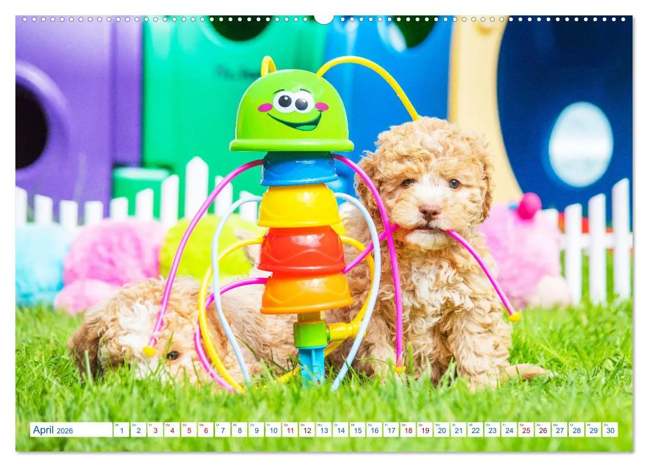 Bild: 9783457621400 | Lagotto Romagnolo - Bilder aus der Kinderstube (Wandkalender 2026...