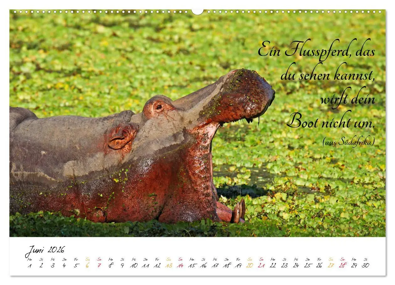 Bild: 9783457861400 | AFRIKA - Kontinent der Poesie (Wandkalender 2026 DIN A2 quer),...