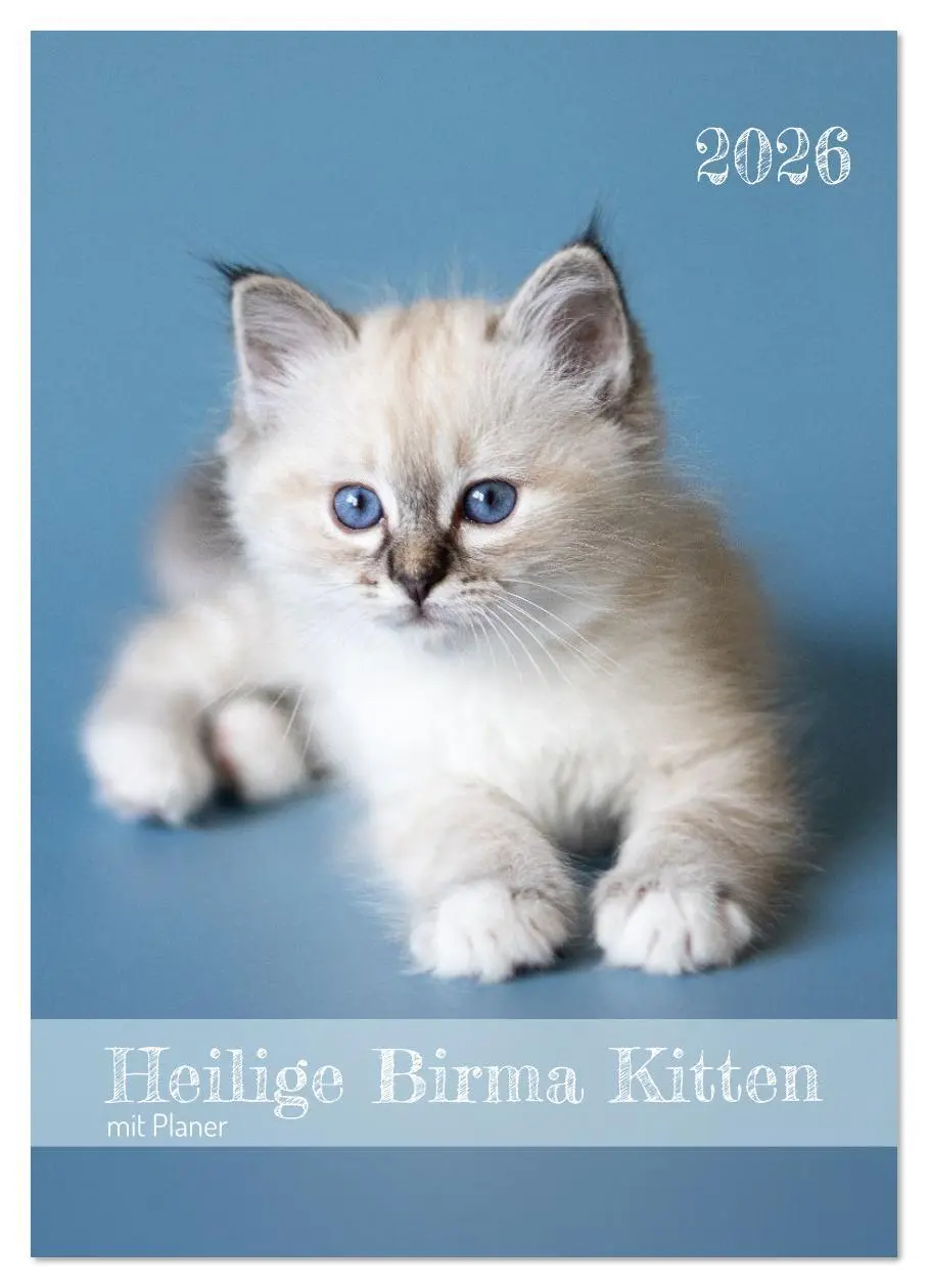 Cover: 9783516641400 | Heilige Birma Kitten Kalender mit Planer (Wandkalender 2026 DIN A4...