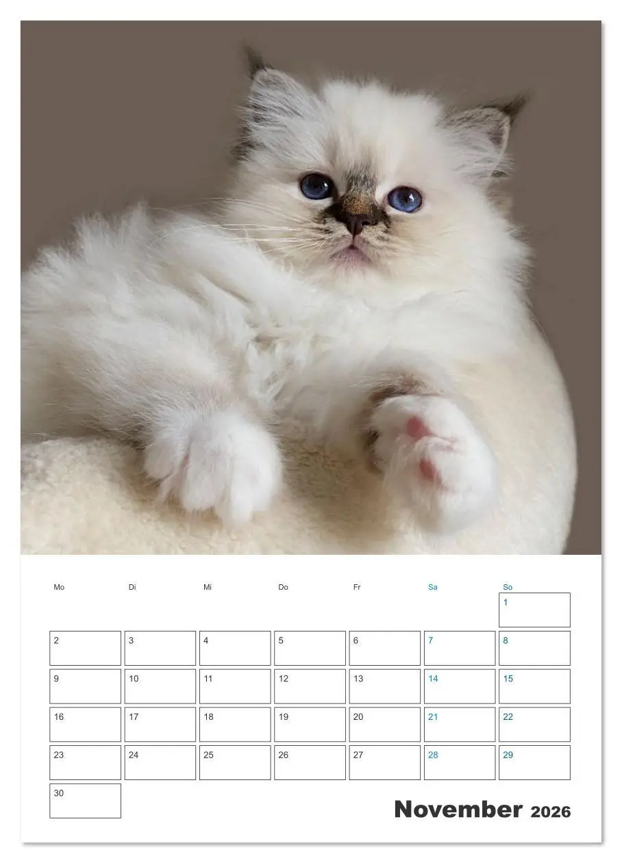 Bild: 9783516641400 | Heilige Birma Kitten Kalender mit Planer (Wandkalender 2026 DIN A4...